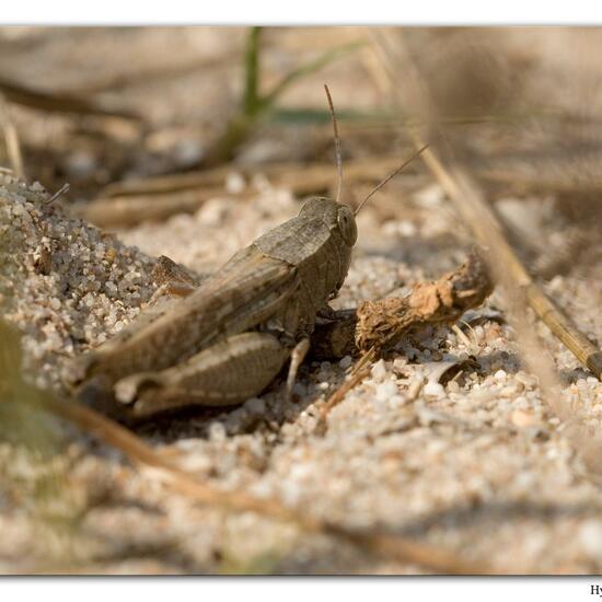 Eine unbekannte Art: Tier im Habitat Sandküste in der NatureSpots App