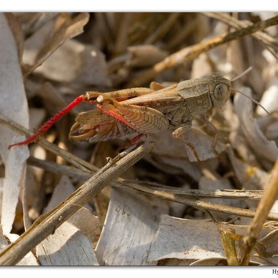 Italienische Schönschrecke: Tier im Habitat Sandküste in der NatureSpots App