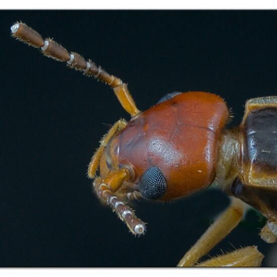 Gemeiner Ohrwurm: Tier im Habitat Garten in der NatureSpots App