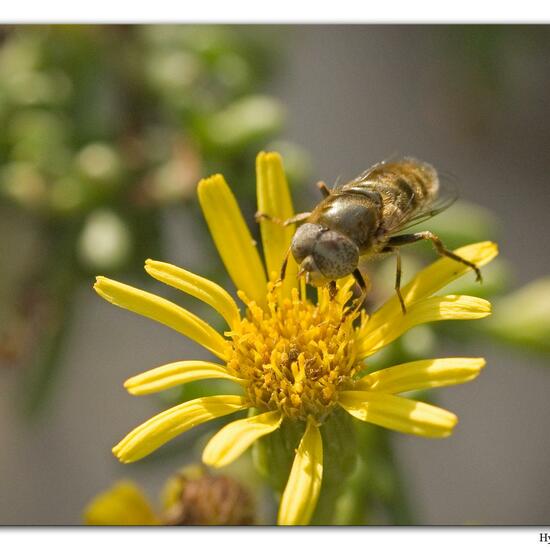 Glänzende Faulschlammschwebfliege: Tier in der Natur in der NatureSpots App