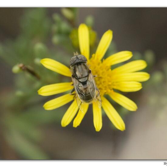 Glänzende Faulschlammschwebfliege: Tier im Habitat Sandküste in der NatureSpots App