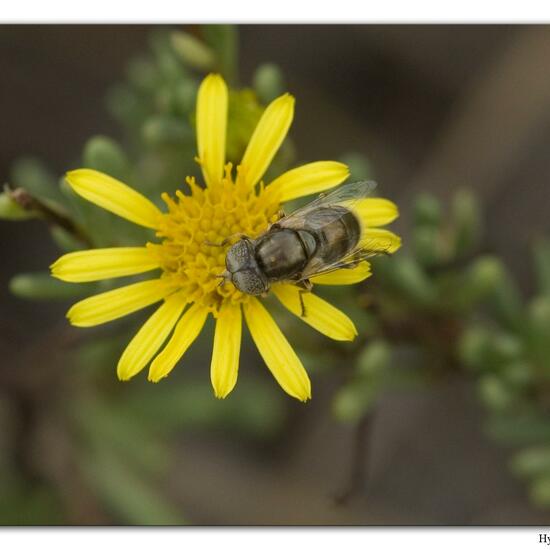 Glänzende Faulschlammschwebfliege: Tier im Habitat Sandküste in der NatureSpots App