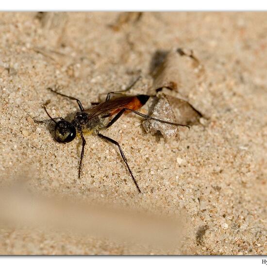 Ammophila sabulosa: Animal in habitat Sandy coast in the NatureSpots App