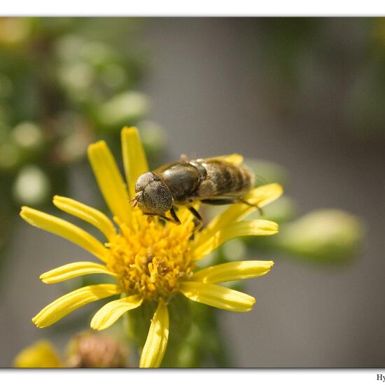 Glänzende Faulschlammschwebfliege: Tier in der Natur in der NatureSpots App