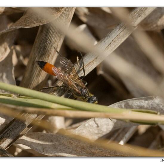 Ammophila sabulosa: Animal in habitat Sandy coast in the NatureSpots App