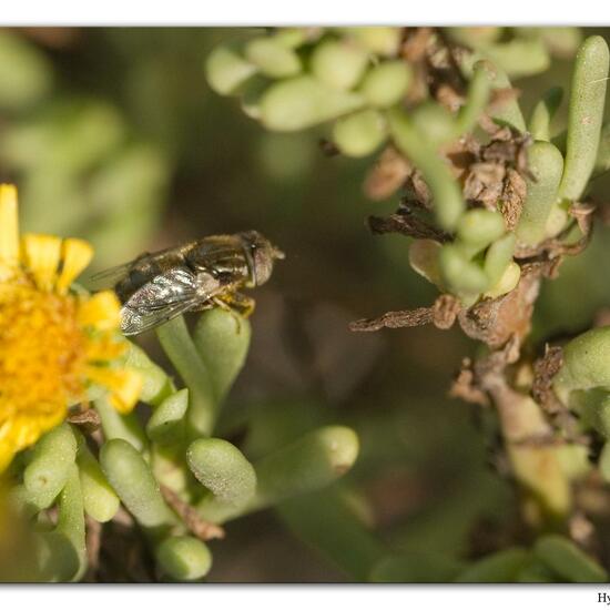 Glänzende Faulschlammschwebfliege: Tier in der Natur in der NatureSpots App