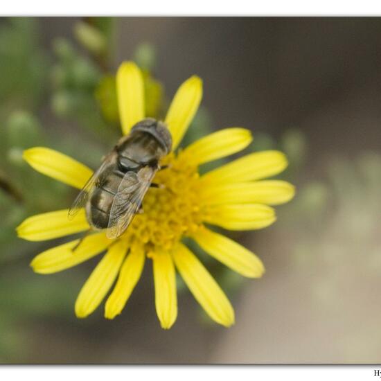 Eristalinus aeneus: Animal in habitat Sandy coast in the NatureSpots App