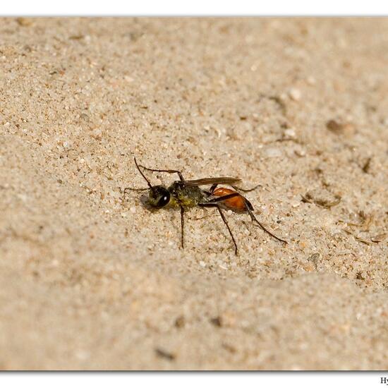 Ammophila sabulosa: Animal in habitat Sandy coast in the NatureSpots App