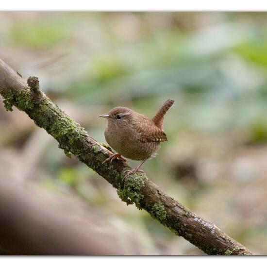 Eurasian Wren: Animal in habitat Backyard in the NatureSpots App