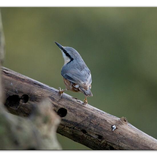 Kleiber: Tier im Habitat Hinterhof in der NatureSpots App