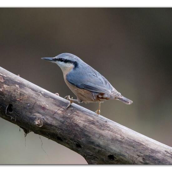 Kleiber: Tier im Habitat Hinterhof in der NatureSpots App