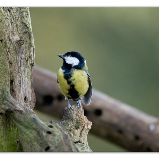 Great Tit: Animal in habitat Backyard in the NatureSpots App