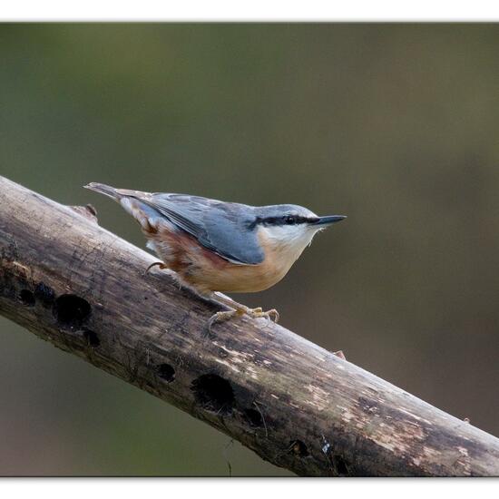 Kleiber: Tier im Habitat Hinterhof in der NatureSpots App