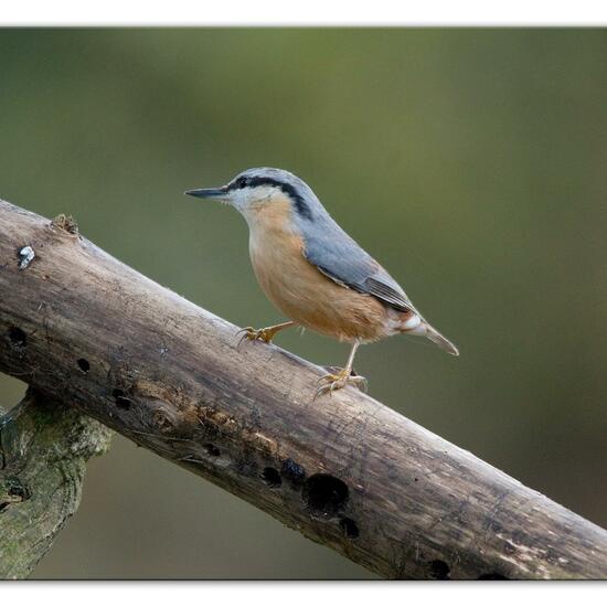 Kleiber: Tier im Habitat Hinterhof in der NatureSpots App