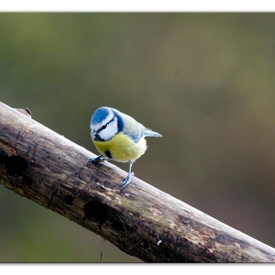 Blaumeise: Tier im Habitat Hinterhof in der NatureSpots App