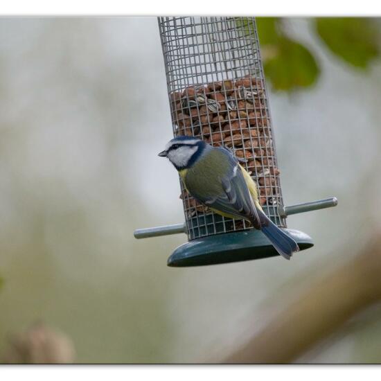 Blaumeise: Tier im Habitat Hinterhof in der NatureSpots App