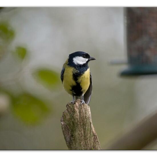 Great Tit: Animal in habitat Backyard in the NatureSpots App