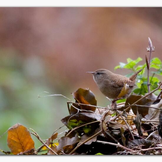 Eurasian Wren: Animal in habitat Backyard in the NatureSpots App