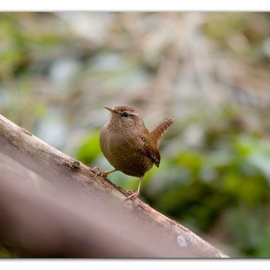 Eurasian Wren: Animal in habitat Backyard in the NatureSpots App