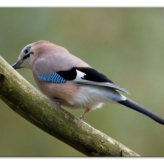 Eurasian Jay: Animal in habitat Backyard in the NatureSpots App