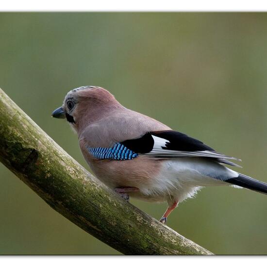 Eurasian Jay: Animal in habitat Backyard in the NatureSpots App