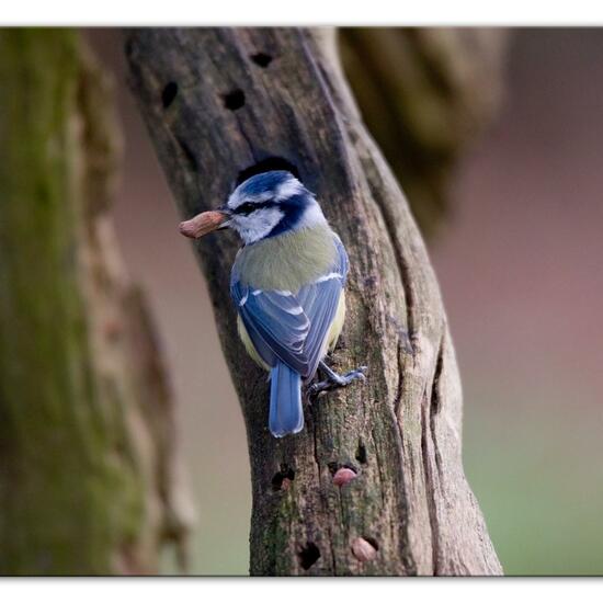 Blaumeise: Tier im Habitat Hinterhof in der NatureSpots App