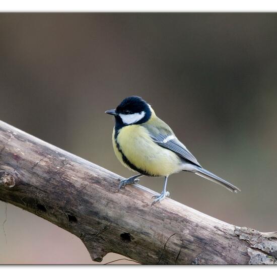 Kohlmeise: Tier im Habitat Hinterhof in der NatureSpots App