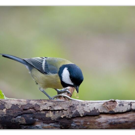 Great Tit: Animal in habitat Backyard in the NatureSpots App