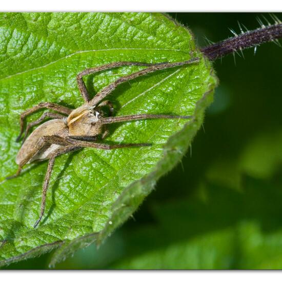 Listspinne: Tier im Habitat Grasland und Büsche in der NatureSpots App