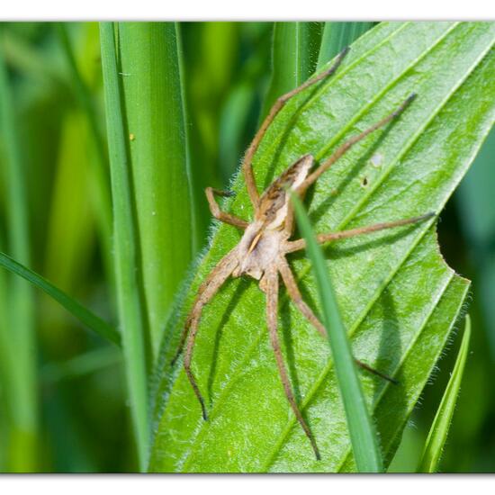 Pisaura mirabilis: Animal in habitat Grassland in the NatureSpots App