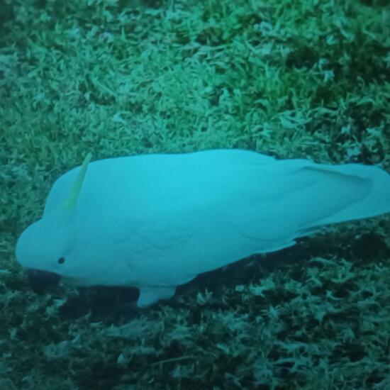 Greater sulphur-crested cockatoo: Animal in habitat Sub-urbia in the NatureSpots App