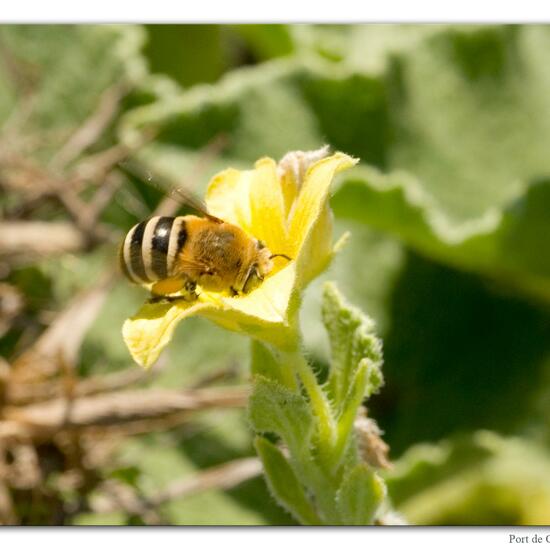 Amegilla quadrifasciata: Animal in habitat Rocky coast in the NatureSpots App