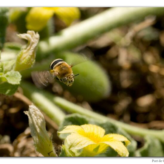 Amegilla quadrifasciata: Animal in habitat Rocky coast in the NatureSpots App