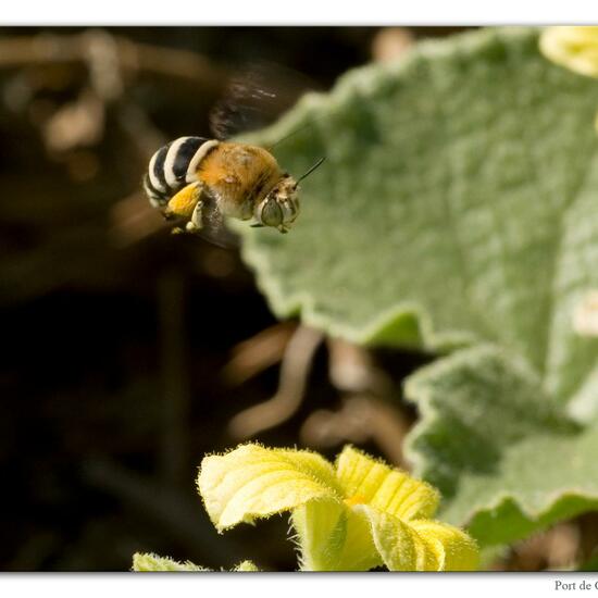 Amegilla quadrifasciata: Tier im Habitat Felsküste in der NatureSpots App