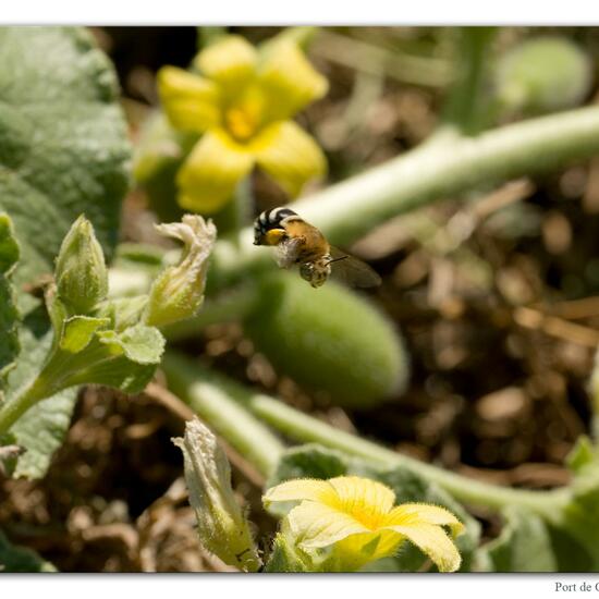 Amegilla quadrifasciata: Tier im Habitat Felsküste in der NatureSpots App