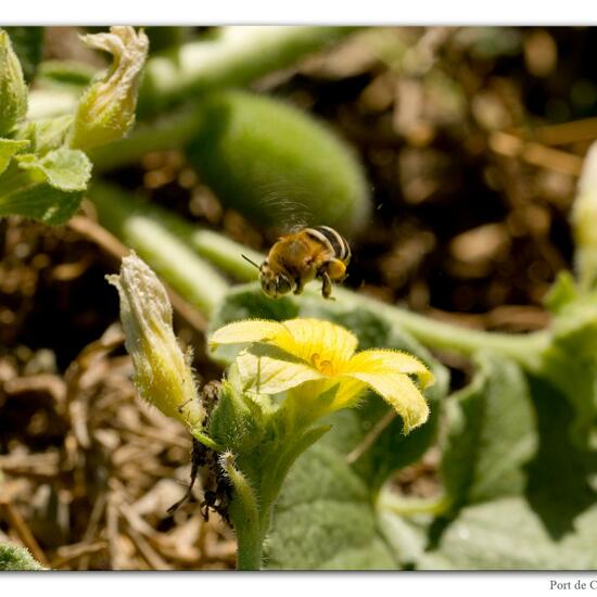 Amegilla quadrifasciata: Animal in habitat Rocky coast in the NatureSpots App