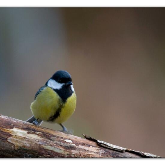 Kohlmeise: Tier im Habitat Hinterhof in der NatureSpots App