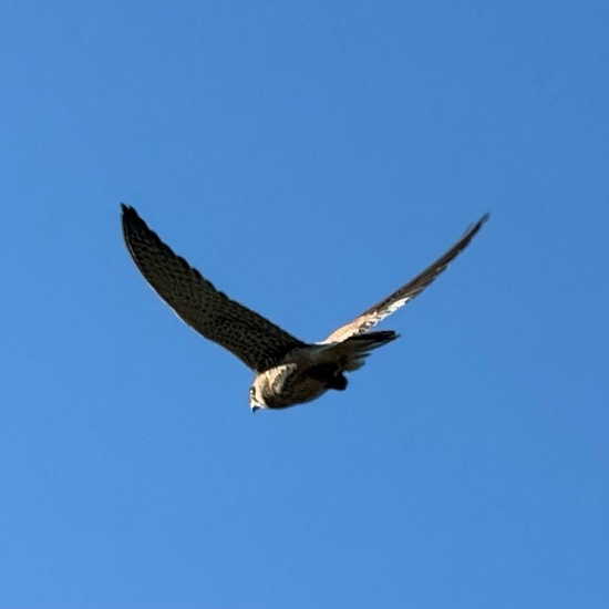 Common Kestrel: Animal in habitat Garden in the NatureSpots App