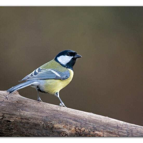 Kohlmeise: Tier im Habitat Hinterhof in der NatureSpots App