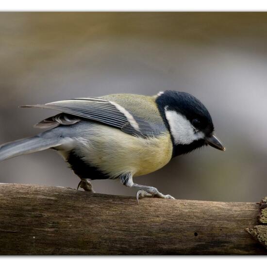 Kohlmeise: Tier im Habitat Hinterhof in der NatureSpots App