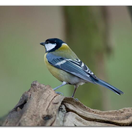 Kohlmeise: Tier im Habitat Hinterhof in der NatureSpots App