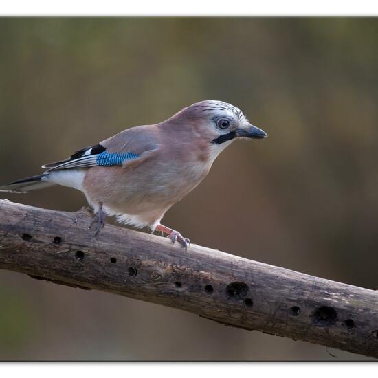 Eurasian Jay: Animal in habitat Backyard in the NatureSpots App