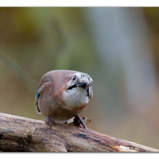 Kleiber: Tier im Habitat Hinterhof in der NatureSpots App