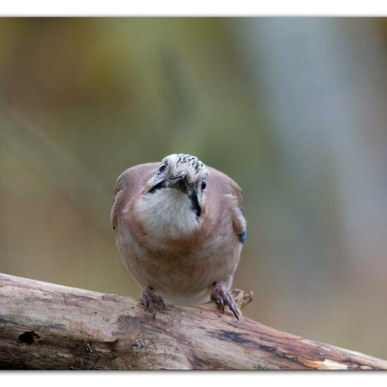 Eurasian Jay: Animal in habitat Backyard in the NatureSpots App