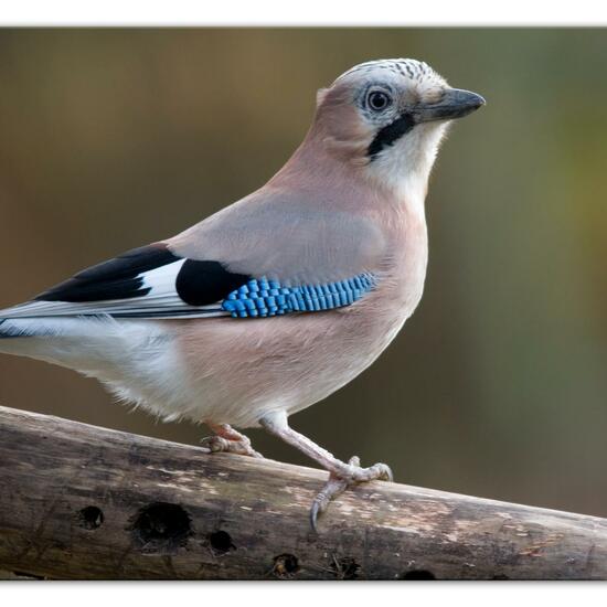 Eurasian Jay: Animal in habitat Backyard in the NatureSpots App