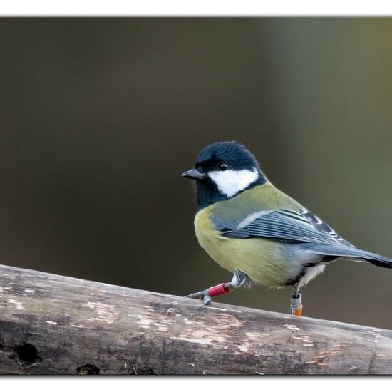 Kohlmeise: Tier im Habitat Hinterhof in der NatureSpots App