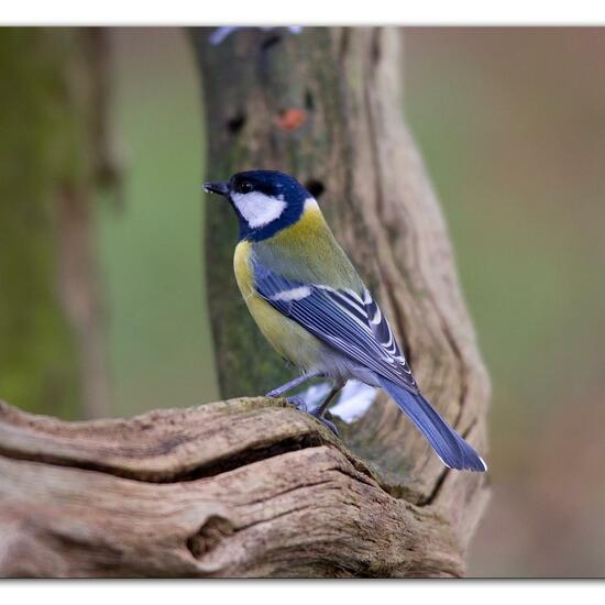 Great Tit: Animal in habitat Backyard in the NatureSpots App