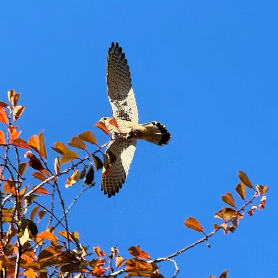 Turmfalke: Tier im Habitat Garten in der NatureSpots App