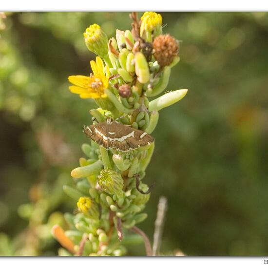 Spoladea recurvalis: Animal in habitat Sandy coast in the NatureSpots App