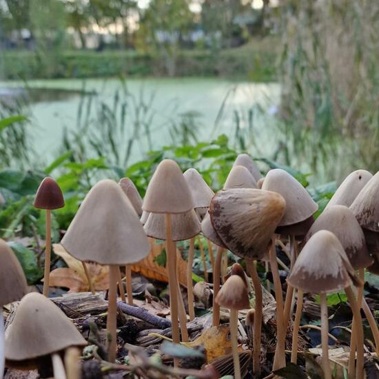 another species: Mushroom in habitat Park in the NatureSpots App